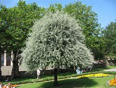 Image result for Pyrus salicifolia