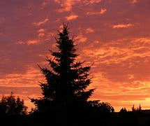 Image result for Sunset Pine Tree Background