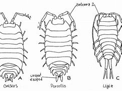 Image result for Pill Bug Diagram