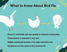 Image result for Avian Flu in Birds