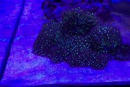 Image result for Micro Star Polyps