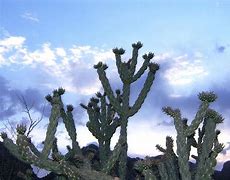 Image result for Cane Cholla Cactus