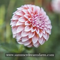 Image result for Dahlia Peaches and Cream