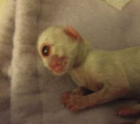 Image result for Adult Cat with Cyclopia