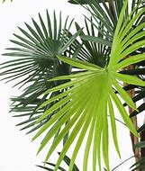 Image result for Finger Palm Tree