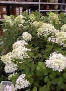 Image result for Hydrangea paniculata Bombshell (r)