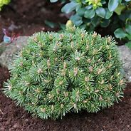 Image result for Pinus mugo Benjamin