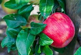 Image result for Dwarf Honeycrisp Apple Tree