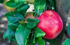 Image result for Honeycrisp Apple Tree Planting Guide
