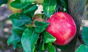 Image result for Honeycrisp Apple Tree Seedling