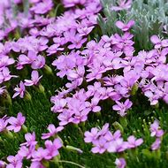 Image result for Silene acaulis Corevanii