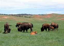 Image result for Prairie Grassland Animals