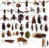 Image result for Different Bugs and Insects