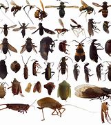 Image result for Types of Insects Bugs