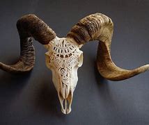 Image result for Ram Skull