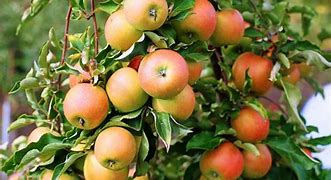 Image result for 5 Apple Tree