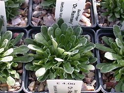 Image result for Saxifraga Dr Ramsey