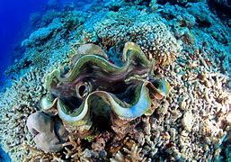 Image result for Ocean Clams