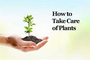 Image result for How to Take Care of Plants