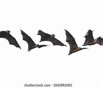 Image result for Bat Flying