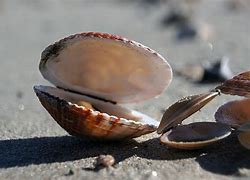 Image result for Open Clam in Nature
