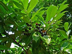 Image result for Prunus laurocerasus Sofia