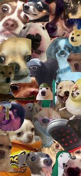 Image result for Meme Dog Wallpaper PC