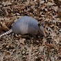 Image result for Armadillo Poop