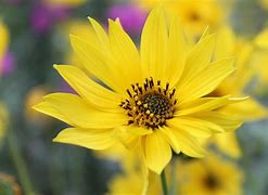 Image result for yellow daisy