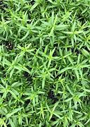 Image result for Dianthus deltoides Flashing Light