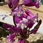 Image result for Dichelostemma Pink Diamond