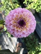 Image result for Dahlia Wine Eyed Jill