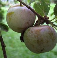 Image result for Prunus domestica Reine Claude de Bavay