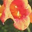 Image result for Trumpet Vine