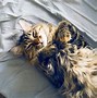 Image result for Cat Having a Nap
