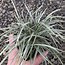 Image result for Ophiopogon japonicus Silver Mist