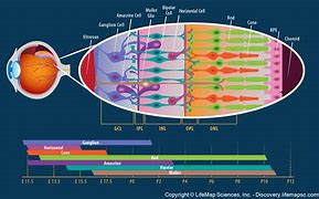 Image result for Retinal Layers Anatomy