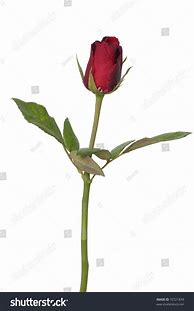 Image result for Long Stem Red Rose Bud