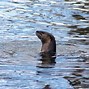 Image result for American River Otter