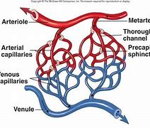 Image result for arteriola