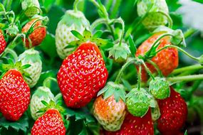 Image result for Strawberry Plant Images