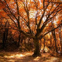 Image result for Autumn Leaves Landscape Wallpaper 4K