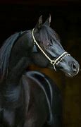 Image result for Dark Bay Arabian Horse