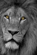 Image result for Africa Scary Animals