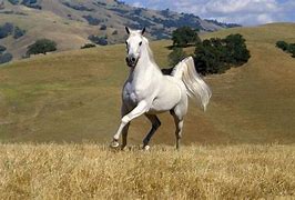 Image result for White Large Horse No Background