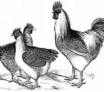 Image result for Vintage Chicken Clip Art