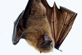 Image result for Fruit Bat Ebola
