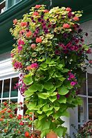 Image result for Hanging Basket Flowers