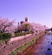 Image result for 天神川 桜. Size: 176 x 185. Source: kyotopicture.com