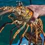 Image result for Largest Lobster Ever